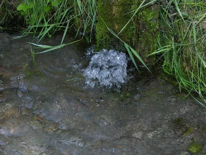 Fontanili: particolare della risorgiva Angiale