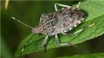cimice asiatica